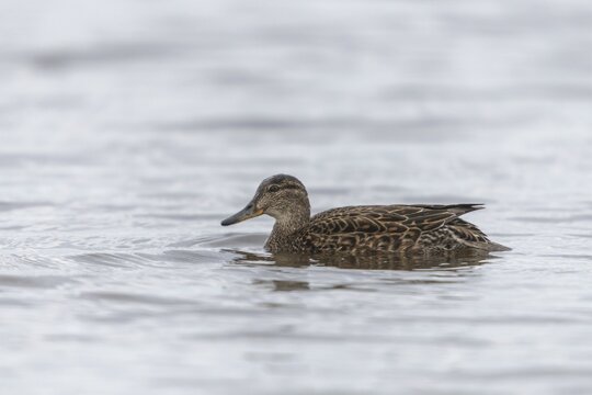 Anas crecca, common teal, grosbeak, crickente, anatidae, birds, ducks, ducks, ducks, female, birds, waterbirds, waterbirds, female