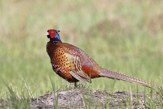 Pheasant, common pheasant (Phasianus colchicus), adult male bird displaying in a meadow, territorial boundary, wildlife, Lembruch, Ochsen Moor, D&uuml;mmer nature park Park, Lower Saxony, Germany