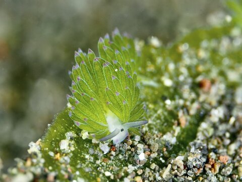 Small green nudibranch, the &lsquo;Shaun the Sheep' nudibranch (Costasiella kuroshimae), on the seabed. The nudibranch is also known as &lsquo;Shaun the Sheep'. Marine nudibranch with kleptoplastids. The chloroplasts, which have been taken up from the green alga Avrainvillea lacerata and stored within its own body, are clearly visible. Body length approx. 3 mm. Dive site: Puri Jati, Umeanyar, Bali, Indonesia