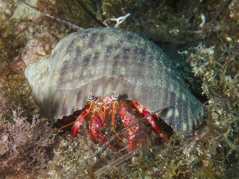 A Red Hermit Crab (Dardanus calidus) peeks out of its snail shell, surrounded by seaweed, at the El Cabron Marine Reserve dive site, Arinaga, Gran Canaria, Spain, Europe, Atlantic Ocean