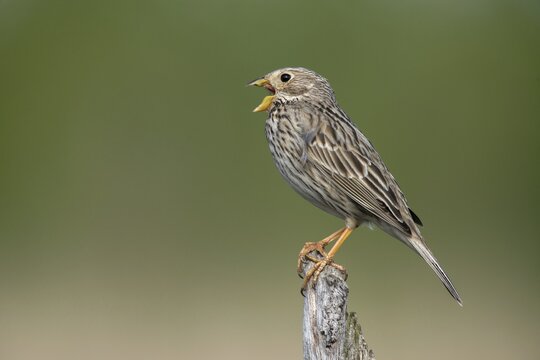Brandenburg, Corn Bunting, Germany, Emberiza Calandra, Corn Bunting, Miliaria Calandra, Nabu, Nabu Project, National Natural Heritage, Gr&uuml;nhaus Nature Paradise, Post-Mining Landscape, Birds, Call, Song, Gr&uuml;nhaus, Passeri, Call, Singing, Songbirds, Birds