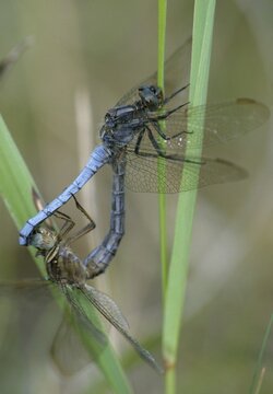 Keeled skimmer, little blue arrow, orthetrum coerulescens, anisoptera, couple, damselflies, dragonflies, female, high size, portrait format, insects, copula, dragonflies, male, mating, mating wheel, male, odonata, mating wheel, female