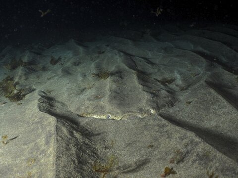 Angelfish shark (Squatina squatina) rests at night, well camouflaged, on the sandy seabed dotted with underwater vegetation, dive site: El Cabron Marine Reserve, Arinaga, Gran Canaria, Spain, Europe, Atlantic Ocean