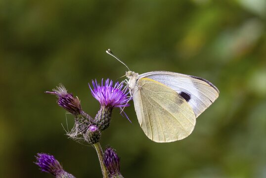 Large white, Pieris brassicae, butterfly, insects, butterfly, butterflies, butterflies