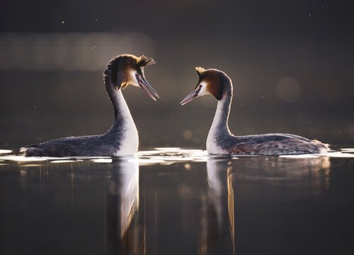 Great Crested Grebe (Podiceps cristatus), courting pair, Zurich, Switzerland