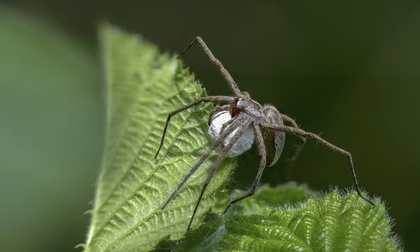 Araneomorphae, bridal gift spider, real web spiders, list spider, nursery web spider, pisaura mirabilis, egg cocoon, female, hunting spiders, spiders, female