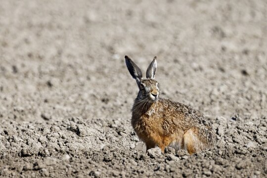 European hare (Lepus europaeus) on a freshly ploughed, vegetation-free field, North Sea coast, Schleswig-Holstein, Germany