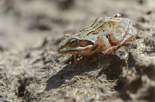 Manure heap, poop, cow dung, cow patties, moor frog, moor frog, rana arvalis, amphibians, amphibians, dung, frog, frog, frogs, young animal, juvenile, droppings, amphibians, dung, dung heap
