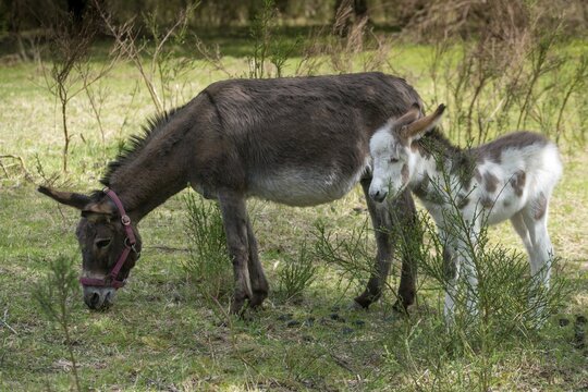 Donkey, Equus asinus, donkey, even-toed ungulate, house donkey, odd-toed ungulates, perissodactyla, domesticated animals, woody bite, pet, landscape management, landscape preservation, mammals, impairhoofs