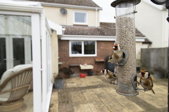 European goldfinch (Carduelis carduelis) three adult garden birds feeding on sunflower seed hearts from a bird feeder in an urban garden with a house in the background, England, United Kingdom