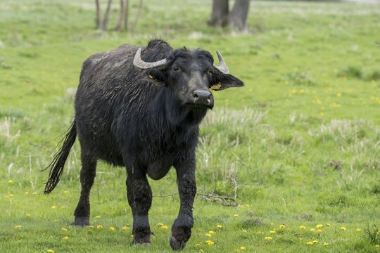 Artiodactyla, Bubalus Arnee, Even-Toed Ungulate, Frie&szlig;nitzer See, Germany, Greiz, Pairhoofes, Thuringia, Water Buffalo, Grazing, Domesticated Animals, Extensive Grazing, Grazing, Pets, Mammals, Vogtland