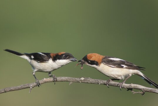 Lanius senator, red-headed shrike, woodchat shrike, birds, Bulgaria, female, male, passeri, songbirds, songbirds, birds, female, shrike