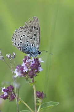Ant blue, glaucopsyche arion, large blue, maculinea arion, phengaris arion, quendel ant blue, thyme ant blue, butterfly, high size, portrait format, insects, butterfly, butterflies