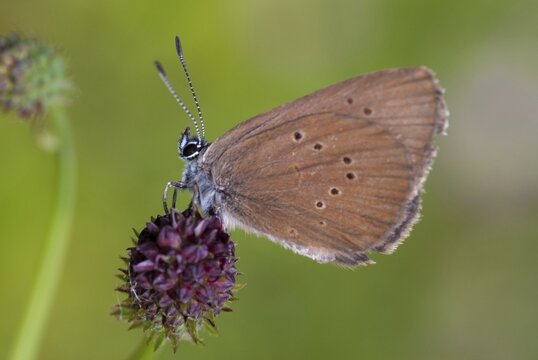 Ant blue, dark meadowbutton ant blue, dusky large blue, glaucopsyche nausithous, maculinea nausithous, phengaris nausithous, black blue meadowbutton ant blue, meadow button ant blue, butterfly, ffh, insects, insects, butterfly, butterflies, butterflies, butterflies, butterflies