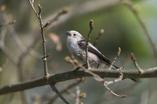Aegithalos caudate, long-tailed tit, birds, tits, passeri, songbirds, songbirds, tits, birds
