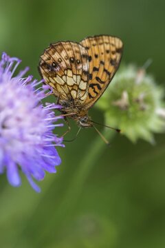 Brenthis Ino, Lesser Marbled Fritillary, Meadowsweet Pearl Butterfly, Purple Silver Butterfly, High Size, Portrait Format, Insects, Butterfly, Butterflies