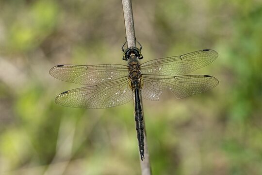 Spotted emerald dragonfly, somatochlora flavomaculata, yellow-spotted emerald, anisoptera, damselflies, dragonflies, insects, dragonflies, odonata