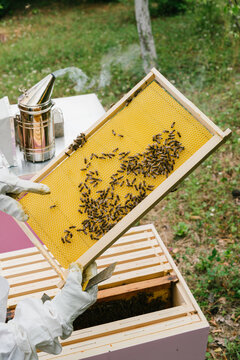 Female beekeeper Inspecting hive and checking honeycomb