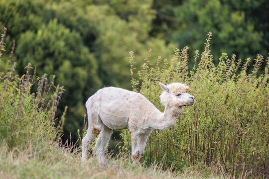 On a cloudy day, a shorn white alpaca (Vicugna pacos) stands in a green meadow with tall vegetation in hilly terrain. A forest can be seen in the background. Farm animal, Slovakia