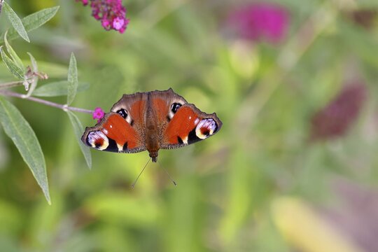 Peacock butterfly (Inachis io) sucking nectar on butterfly bush (Buddleja davidii), in a natural environment in the wild, close-up, wildlife, insects, butterflies, butterflies, Wilnsdorf, North Rhine-Westphalia, Germany