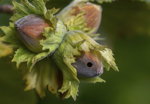 Betulaceae, birch family, corylus avellana, common hazel, hazel borer, hazel, hazel, common hazel, flora, fruit, nut, plants, plants