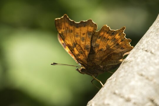 C-butterfly, comma butterfly, nymphalis c-album, polygonia c-album, butterfly, insects, butterfly, butterflies