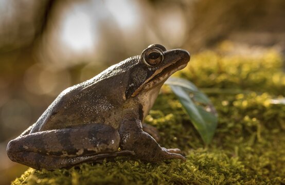 Agile frog, rana dalmatina, jumping frog, amphibians, amphibians, frog, frogs, amphibians