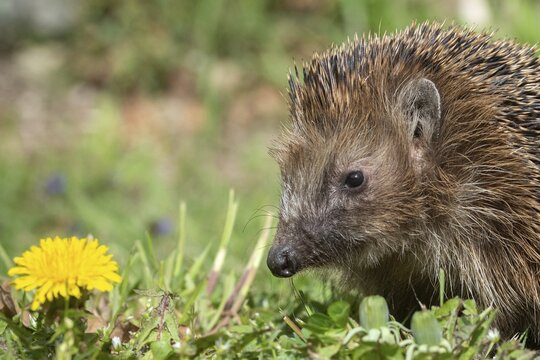 Erinaceus europaeus, hedgehog, insectivora, insectivora, insectivora, mammals, prickly, mammals