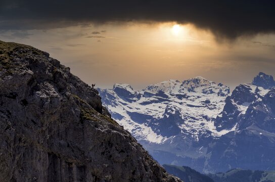Alpine ibex (Capra ibex), summit donkey, Pilatus Kulm mountain station, in front of Swiss mountain range, Alps, snow-covered, evening mood, storm clouds, threatening, sunset, Canton Lucerne, Switzerland
