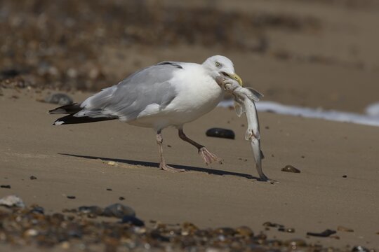 Herring gull (Larus argentatus) adult seagull bird feeding on a dogfish fish on a beach, England, United Kingdom