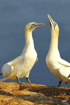 Northern gannet (Morus bassanus) pair greeting each other, Heligoland, Lower Saxony, Germany