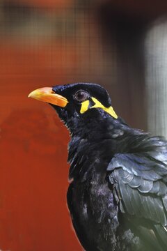 Beo (Gracula religiosa) bird (Gracula indica), occurring in the mountainous regions of South Asia and Southeast Asia, portrait photograph, animal portrait, captive, Hesse, Germany