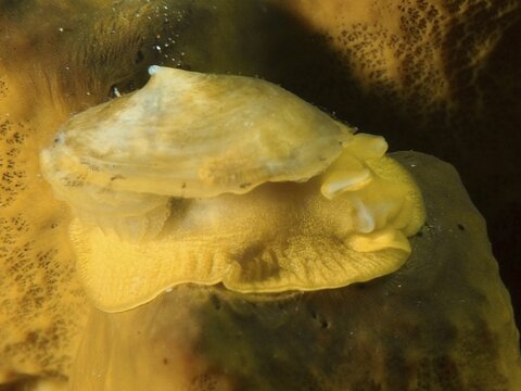 A yellow sea snail, the golden sponge snail (Tylodina perversa), on a golden sponge (Aplysina aerophoba) underwater, at the El Cabron Marine Reserve dive site, Arinaga, Gran Canaria, Spain, Europe, Atlantic Ocean