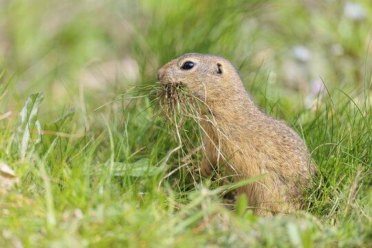 A fully grown European ground squirrel (Spermophilus citellus) carries nesting material in its mouth. Austria