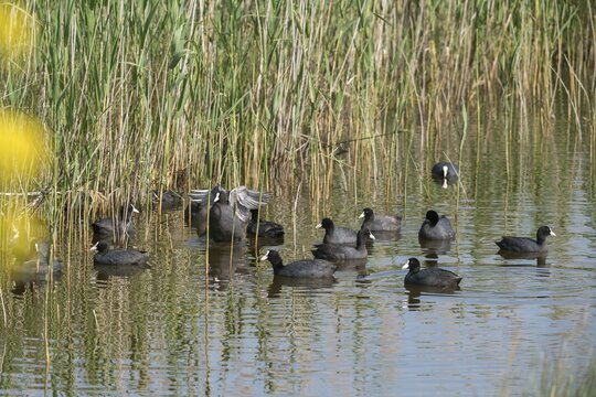 Eurasian Coot Coot, Fulica Atra, Granelli, Italy, Pantano Longarini Lagoon, Pantani Cuba and Longarini, Migratory Bird Sanctuary Pantani Cuba & Longarini, Birds, Coot Rail, Gruiformes, Italy, Crane Birds, Rails, Rallidae, Sicily, Foundation for Biodiversity, Birds, Waterbirds, birds
