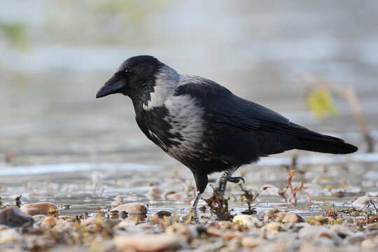 A hooded crow (Corvus cornix) stands on the banks of the Elbe, Saxony, Germany