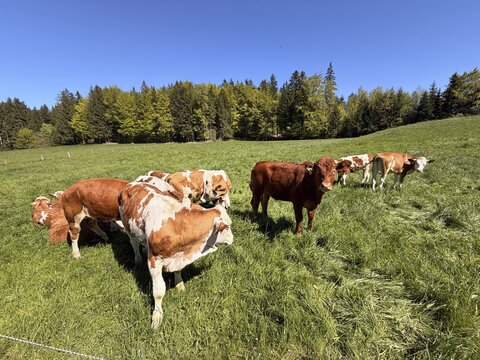 Funny curious cow looking at camera, young animal, cows in a pasture, Bavaria, Germany