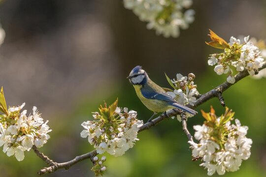 Blue tit, parus caeruleus, birds, spring, meadow orchard, tits, passeri, songbirds, songbirds, jump, orchard, tits, birds