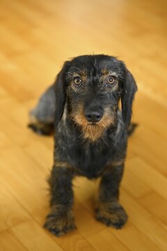 Rough-haired dachshund (Canis lupus familiaris) puppy, male, 1 year, begging, Baden-W&uuml;rttemberg, Germany