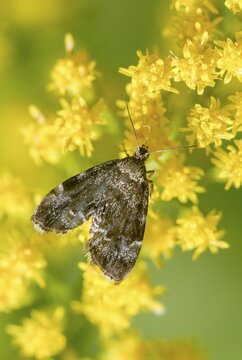 Anthophila Fabriciana, brown spreader wing butterfly, stinging nettle butterfly, common nettle tap, round-fronted moth, spreadwing nettle moth, butterfly, high size, portrait, insects, butterflies, butterflies, butterflies