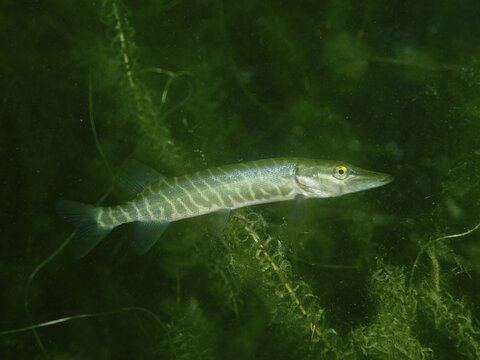 A pike (Esox lucius) swimming through aquatic plants underwater, Baumg&auml;rtli diving spot, Lake Zug, Lake Immen, Canton of Schwyz, Switzerland