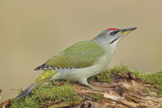 Grey-headed Woodpecker (Picus canus), a male perched on a tree stump covered in moss and lichen whilst foraging, wildlife, woodpeckers, birds, nature photography, Wilnsdorf, North Rhine-Westphalia, Germany
