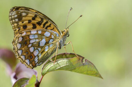 Argynnis adippe, Fabriciana adippe, fiery mother-of-pearl butterfly, high brown fritillary, mother-of-pearl butterfly, butterfly, butterflies, butterflies