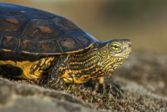 Mauremys leprose, Moorish brook turtle, Spanish water turtle, Spanish terrapin, critters, extremadura, reptilia, reptiles, turtles, Spain, tortoise, turtles
