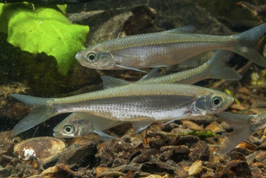 Ablette, alburnus alburnus, bleak, cyprinus alburnus, laugel, ukelei, onionfish, fish, fishes, pisces
