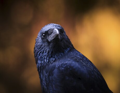 Raven crow (Corvus corone) in portrait, Canton Graub&uuml;nden, Switzerland