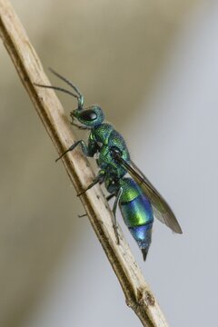 Blue golden wasp, cyan jewel wasp, golden wasp, hymenoptera, trichrysis cyanea, high size, portrait format, insects, insects