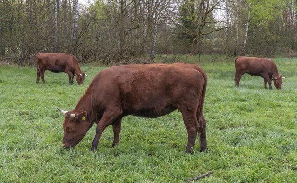 Artiodactyla, Bavaria, Bos Taurus sspec.5, cattle, even-toed ungulate, high-altitude cattle, Upper Palatinate, cloven-hoofed cattle, Tirschenreuth, Waldnaab, Waldnaabaue, wild willows Waldnaabaue, domesticated animals, extensive grazing, feeding marks, pet, mammals, cattle, mammals, bite