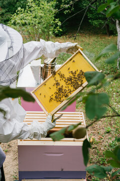 Female beekeeper Inspecting hive and checking honeycomb