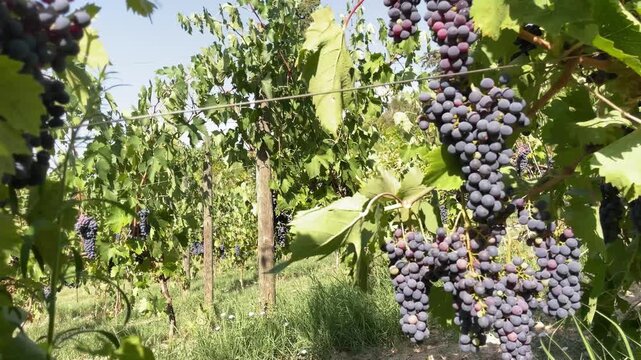 Vertical Slow motion of ripe red grape clusters hanging among vineyard leaves during summer harvest season for organic wine making. themes of fresh organic fruits